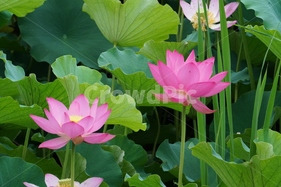 연꽃,련꽃,수초,식물,iotus,담수초,수중식물,수련과
