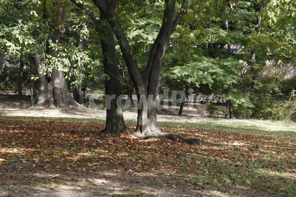 창경궁,전통,고궁,후원,풍경,자연,풍경,nature,landscape,tree,나무,tree trunk,나무 줄기,plant,식물