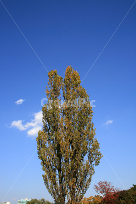 나무,하늘,가을빛,가을,둥지,산책,감성,가을,계절,fall,autumn,season,식물,자연,plants,nature,나무,trees,wood,tree,plant,tree trunk,나무 줄기