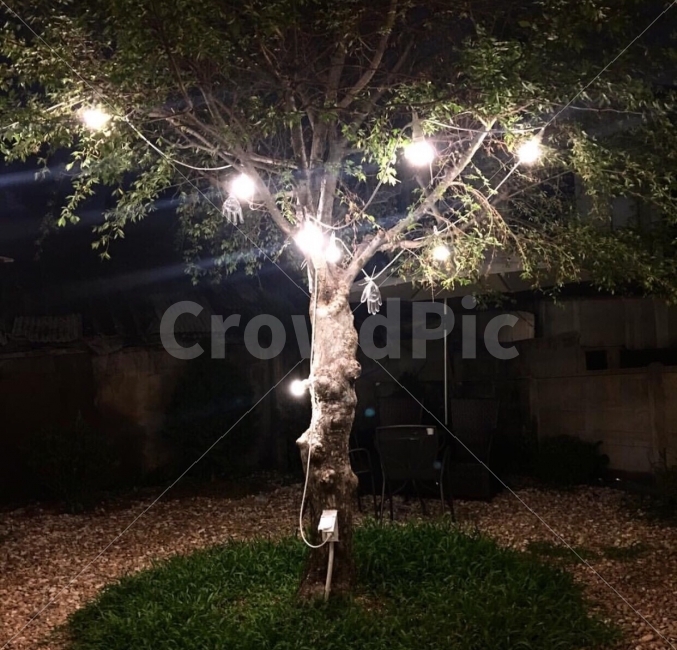 나무,인테리어,전구,카페,야외인테리어,야경,밤,풍경,nightscape,night,landscape,식물,자연,plants,nature,plant,tree