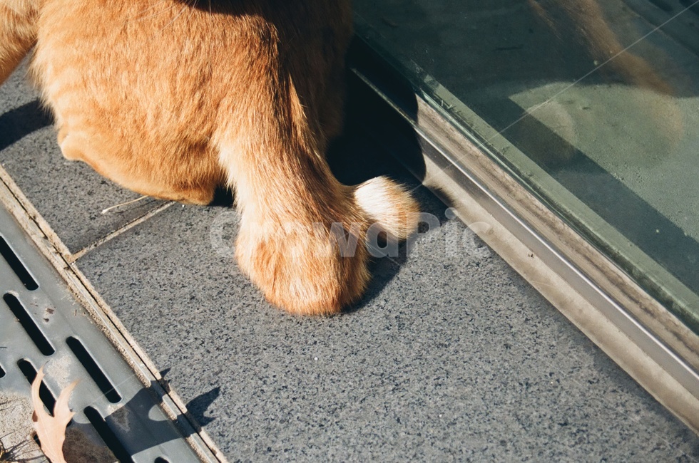 고양이,포유류,동물,animal,cat,kitten,꼬리,tail,감성사진,동물,animal,포유류,mammal,고양이,cat,kitten,kitty