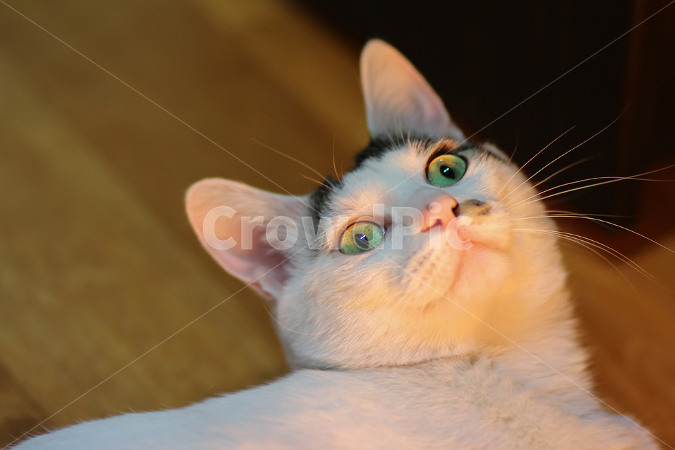 고양이,cat,animal,동물,야옹이,kitty,애묘,동물표정,pet,애완동물,포유류,집고양이,반려동물,유기묘,길냥이,kitten,아기고양이,코숏,코리안숏헤어,캣대디,캣맘,반려묘,휴식,힐링,res,trelaxation,healing,포유,류mammal,동물,animal,포유류,mammal,고양이,cat,kitten,kitty