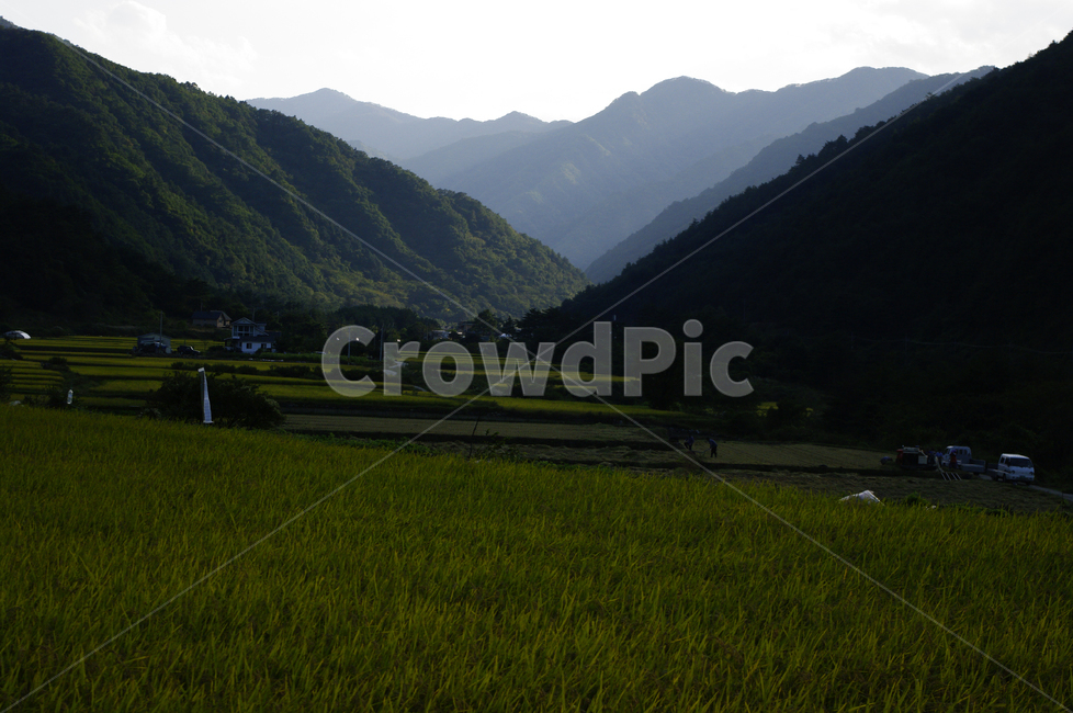 산,논,풍경,시골,농촌,자연,풍경,nature,landscape,outdoors,옥외,grassland,목초지,field,들,paddy field,패디 필드