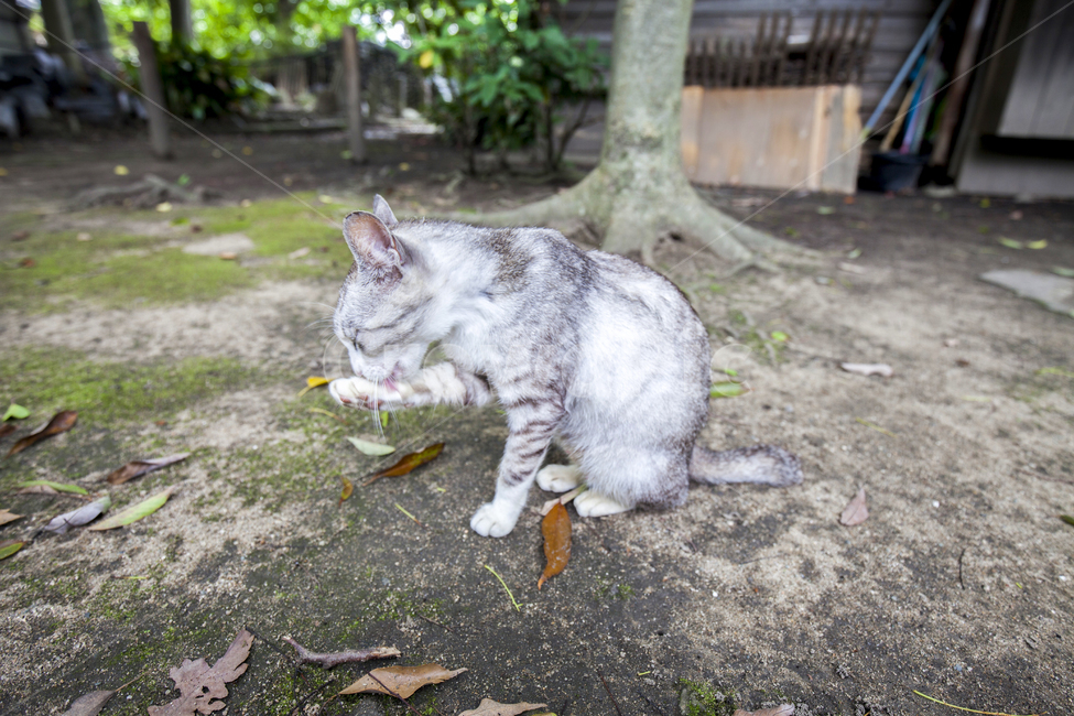 고양이,동물,길냥이,동네고양이,cat,mammal,감성,여유,길고양이