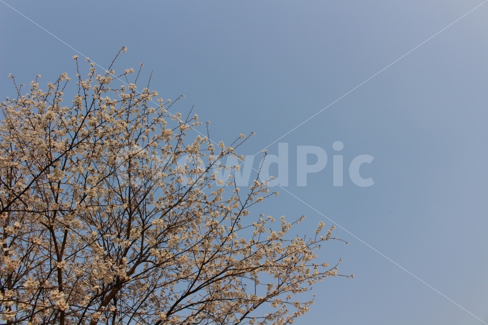 벚꽃,자연,봄,식물,시골,색감,하늘,사쿠라,봄,계절,spring,season,식물,자연,plants,nature,꽃,flower