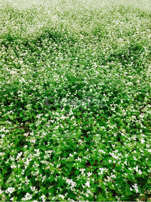 봉평,메밀,메밀꽃,축제,꽃,식물,자연,plants,nature,꽃,flower