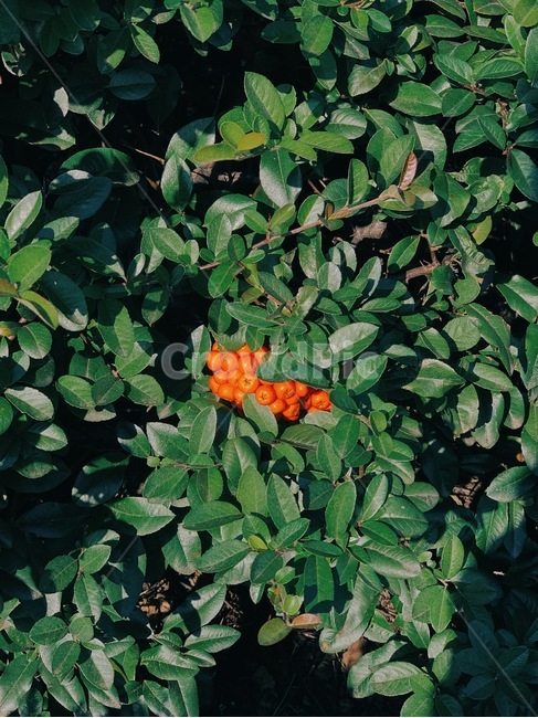 plant,식물,blossom,꽃,장미,장미과,피라칸타,식물,자연,plants,nature