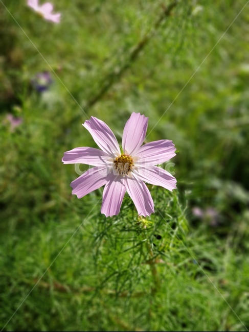 plant,식물,꽃,코스모스,flower,가을꽃,분홍꽃,꽃잎,꽃,flower