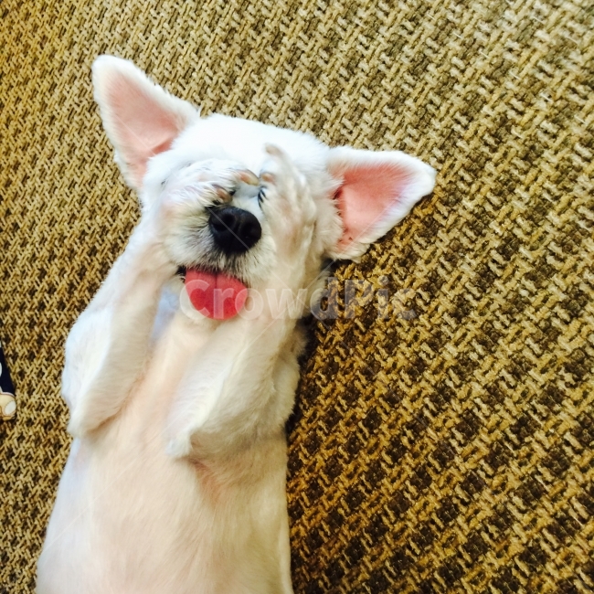 강아지,개,반려견,애완견,말티즈,반려동물,애완동물,동물,animal,포유류,mammal,개,강아지,dog,doggy