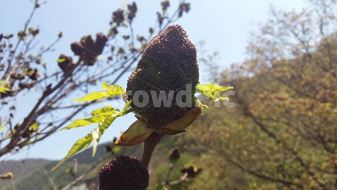꽃봉우리,마가목꽃,마가목,꽃,꽃눈,식물,자연,plants,nature