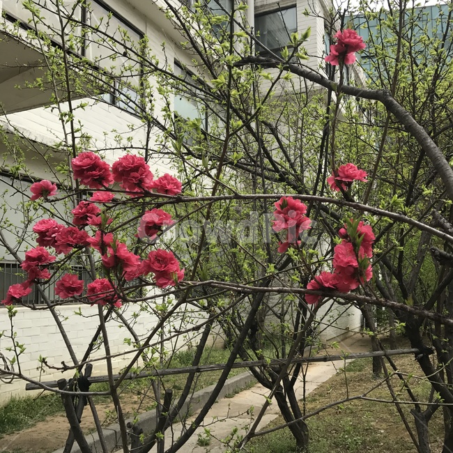 꽃,장미,아름다움,나무,붉은장미,Flower,Rose,Redrose,Red,Beautiful,Tree,식물,자연,plants,nature,꽃,flower