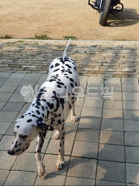 동물,개,오토바이,그림자,달마시안