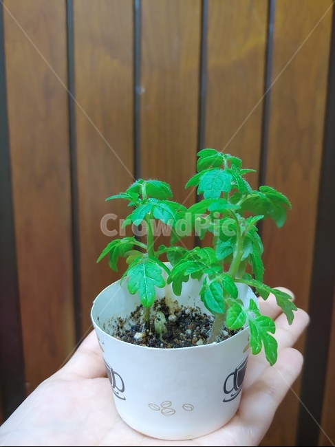 토마토,식물,자연,종이컵화분,잎,실내용화초,화분,화초,house plant