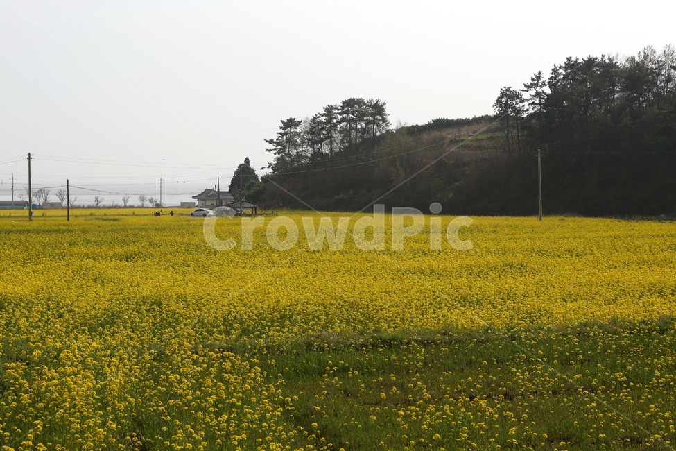 풍경,유채꽃,봄,노란색,남녘의봄,봄,계절,spring,season,자연,풍경,nature,landscape,outdoors,옥외,grassland,목초지,field,들,meadow,farm,농장,rural,농촌