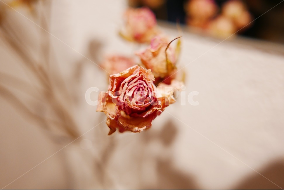 꽃,말라가는꽃,눈물,삭막,화병,플라워,인테리어,식물,자연,plants,nature,꽃,flower,실내용화초,화분,화초,house plant,감성,sensible,feeling,인테리어,실내디자인,interior design