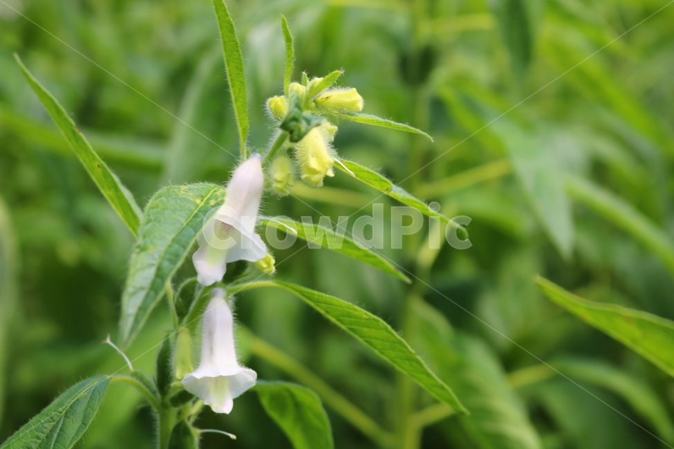 꽃,깨꽃,참깨꽃,식물,깨,참깨,식용작물,자연,호마,지마,향마,식물,자연,plants,nature,꽃,flower