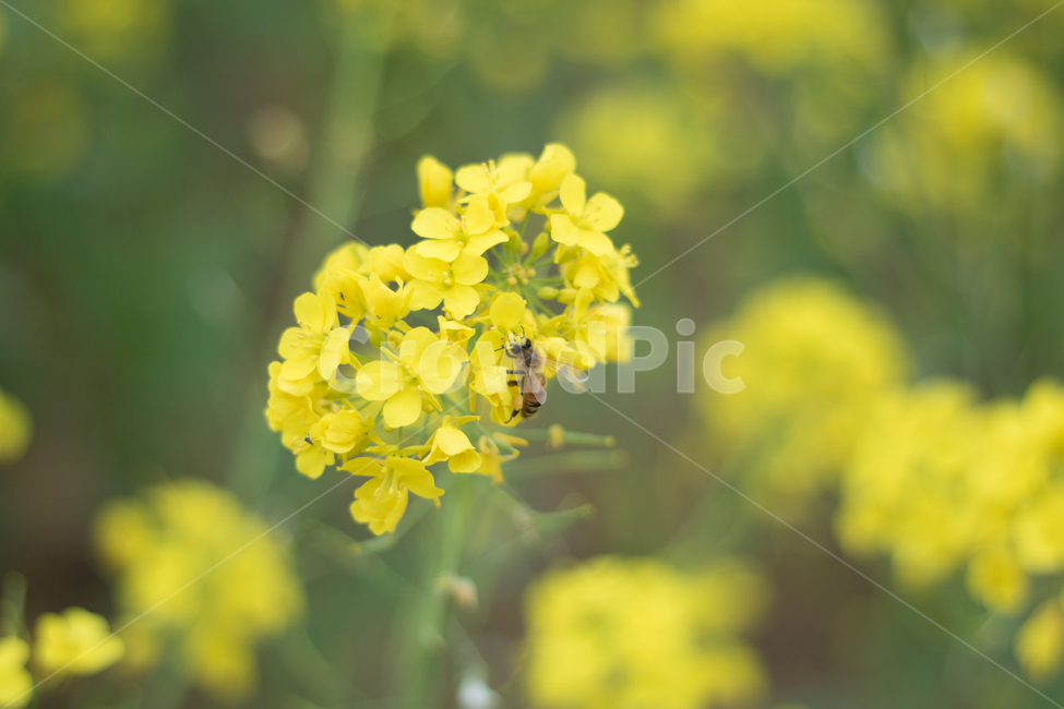 봄,꽃,벌,꿀벌,봄꽃,식물,자연,plants,nature,꽃,flower