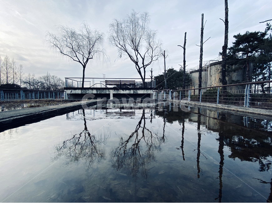 자연,물,반영,나무,수면,water,outdoors,nature
