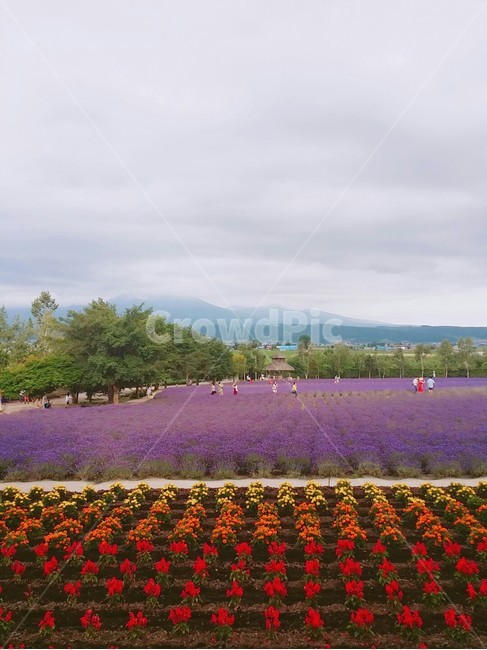 꽃,라벤더,비에이,삿포로,알록달록,식물,자연,plants,nature