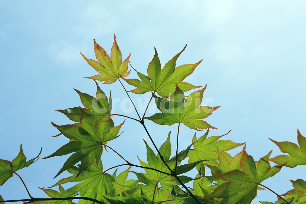 leaf,잎,plant,식물,tree,나무,단풍,계절,나뭇잎,초록,자연