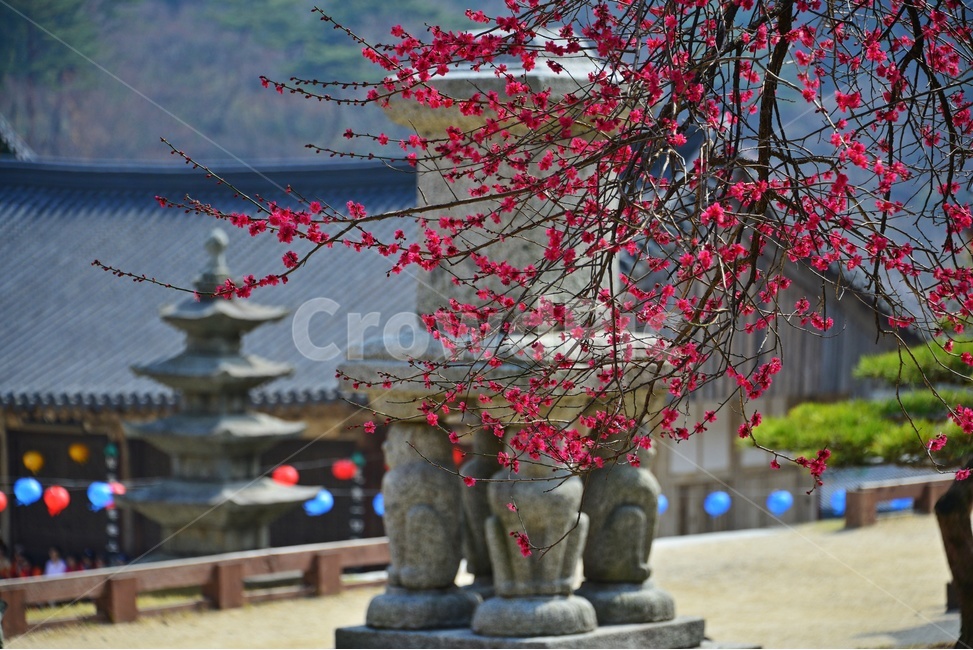 outdoors,옥외,architecture,건축물,building,건물,plant,식물,구례,화엄사,사찰,절,불교,연등,부처님오신날,유적지,문화재,경치,경관,풍경,홍매화,흑매,화엄사홍매화,탑