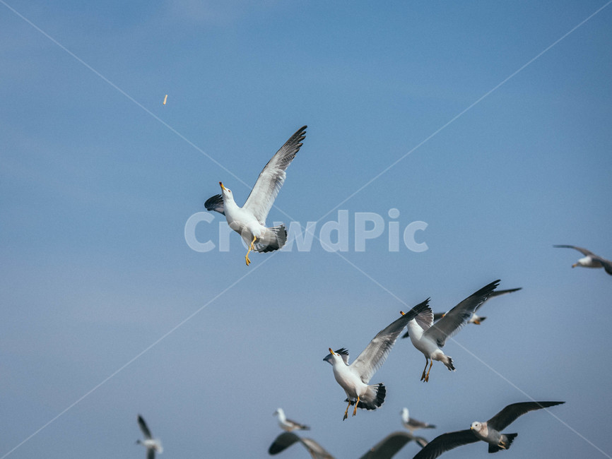 seagull,갈매기,bird,새,flying,animal,동물