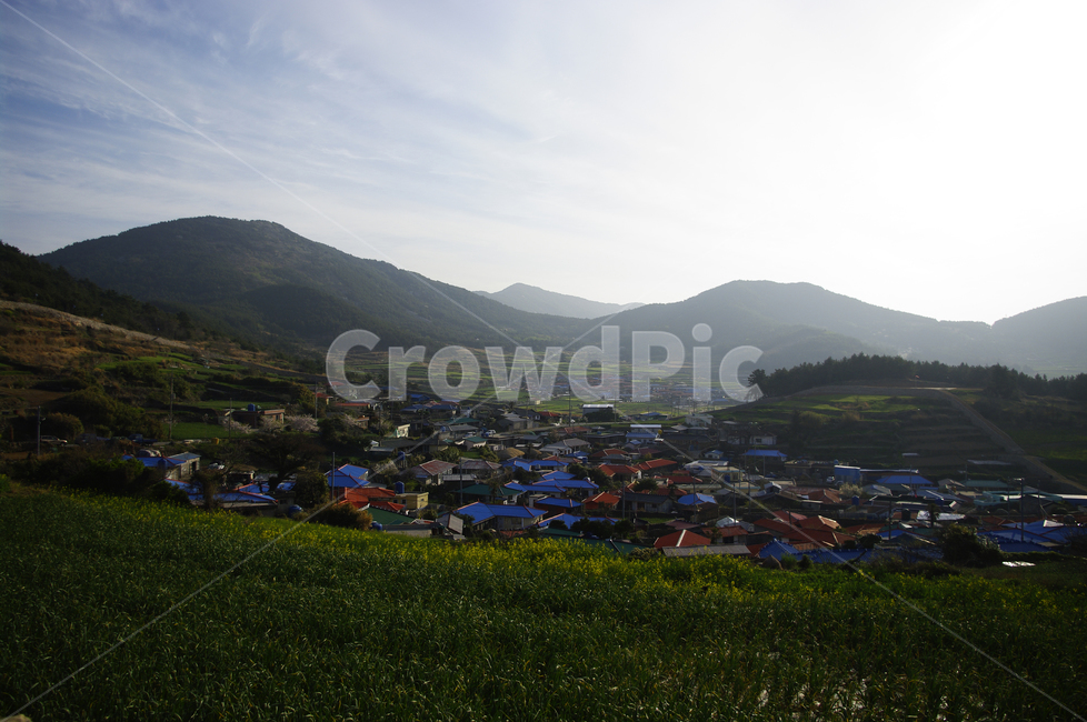 유채꽃,꽃밭,꽃,flower,계절,봄,spring,하늘,구름,풍경,마을,산,밭,시골,청산도,봄,계절,spring,season,자연,풍경,nature,landscape,한국자연풍경,한국자연경관,korea nature landscape,시골,마을,country,rural,town,outdoors,옥외,scenery,경치