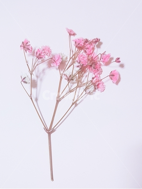꽃,flower,식물,분홍,blossom,plant