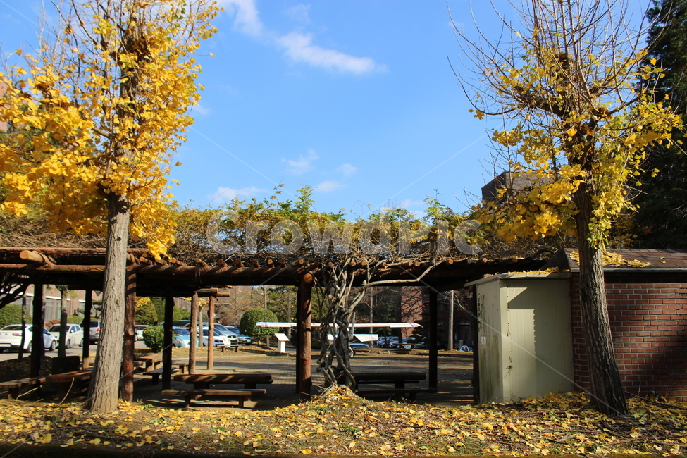 가을,낙엽,은행잎,은행,10월,가을,계절,fall,autumn,season,outdoors,옥외,tree,나무,plant,식물