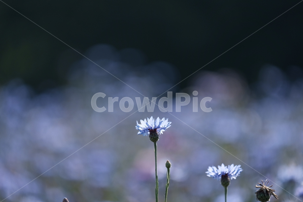 들꽃,꽃,야생화,flower,wildflower,꽃밭