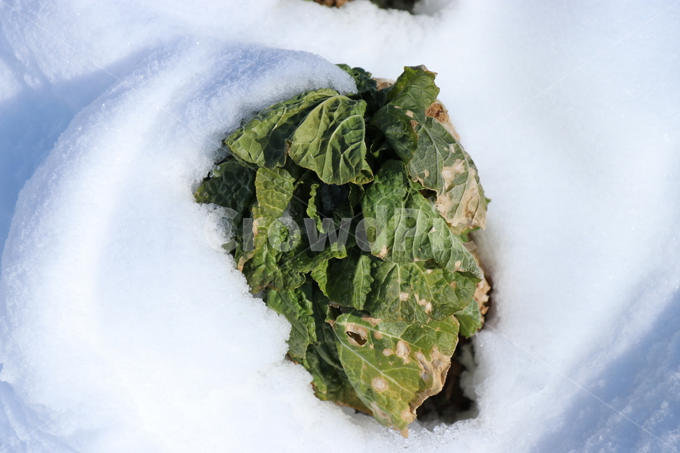 눈,사진,배추,겨울,봄,겨울,계절,winter,season,채소,야채,vegetables