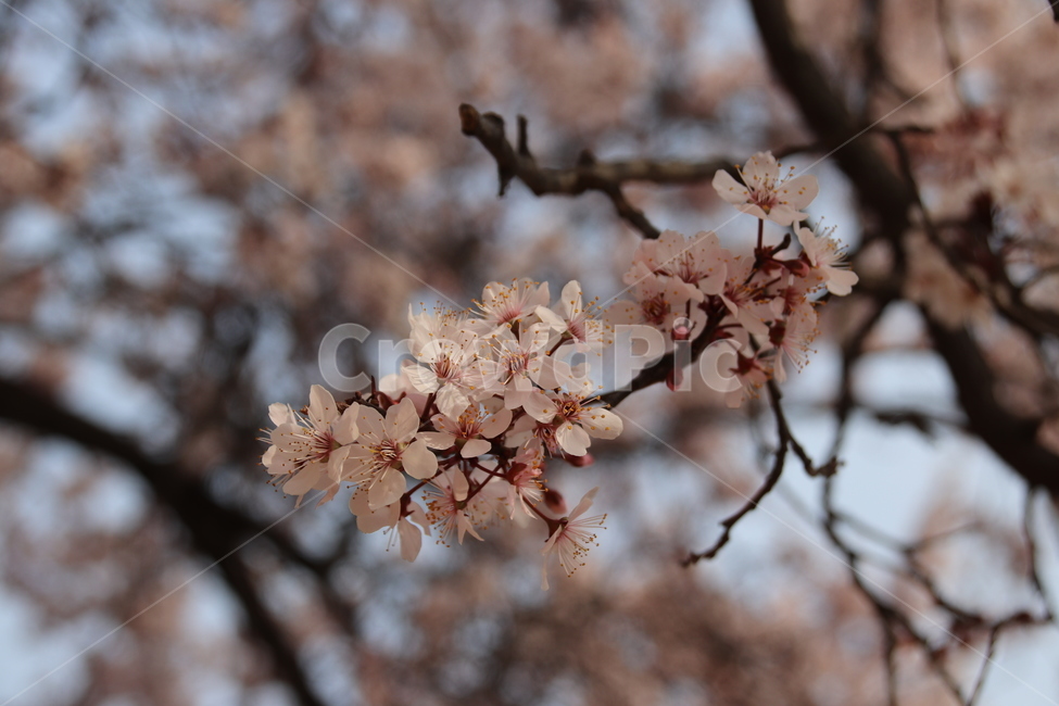 벚꽃,꽃,벚꽃나무,풍경,자연,봄,계절,spring,season,식물,자연,plants,nature,꽃,flower,plant,blossom