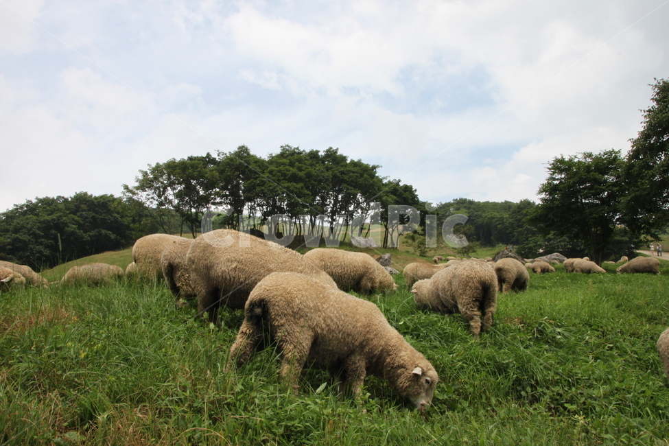 animal,동물,양,field,들,outdoors,옥외,nature,자연,동물,animal,포유류,mammal