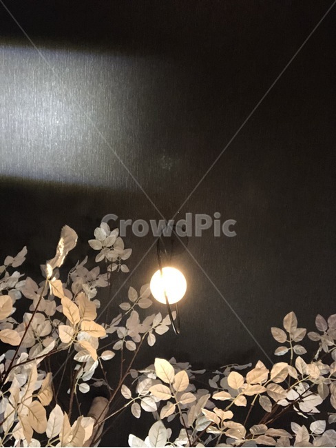 천장,실내,꽃,불빛,전등,나무,나뭇가지,회색