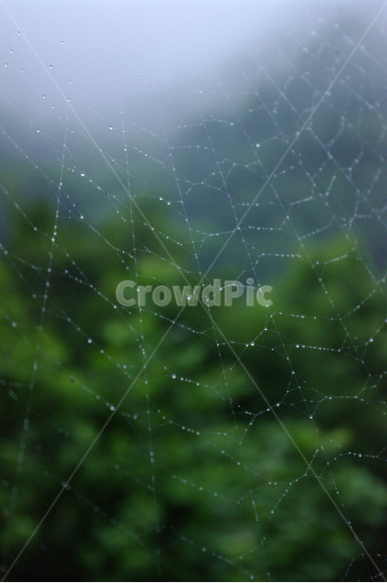 거미줄,빗방울,비,물방울,line,자연,풍경,nature,landscape,비,비오는날,rain,rainy