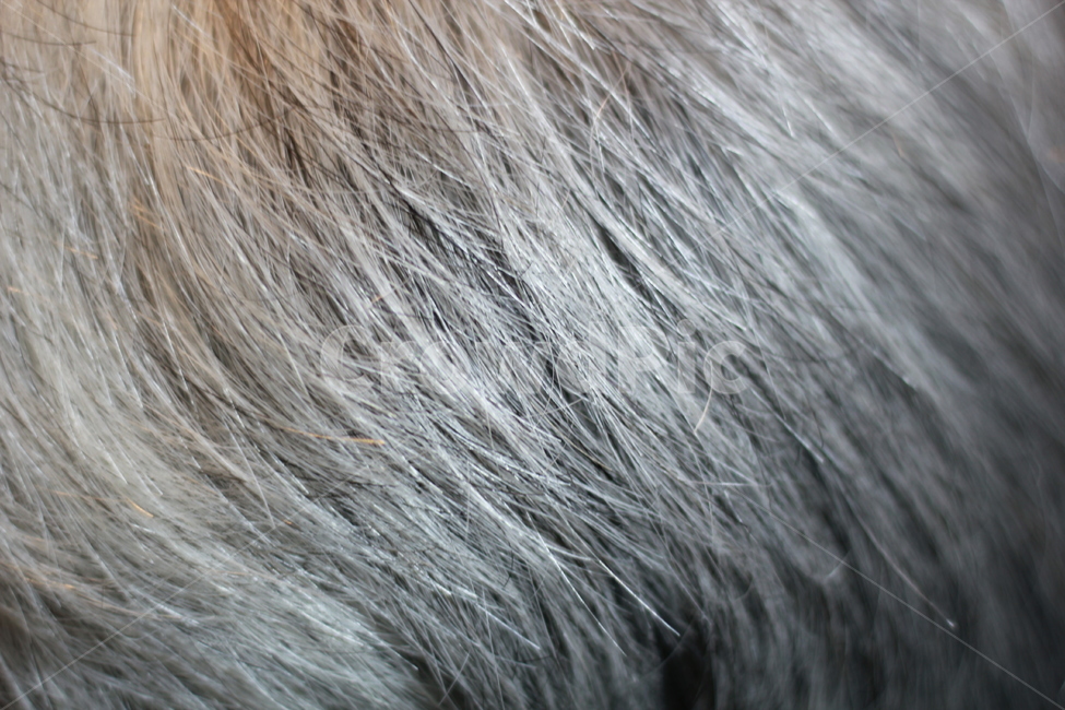 백발,힌머리,반백,하얀머리,인물,중년,검은머리,염색,hair,머리,사람,인물,인간,human,person,신체일부,몸,body,노인,어르신,old man, senior citizen