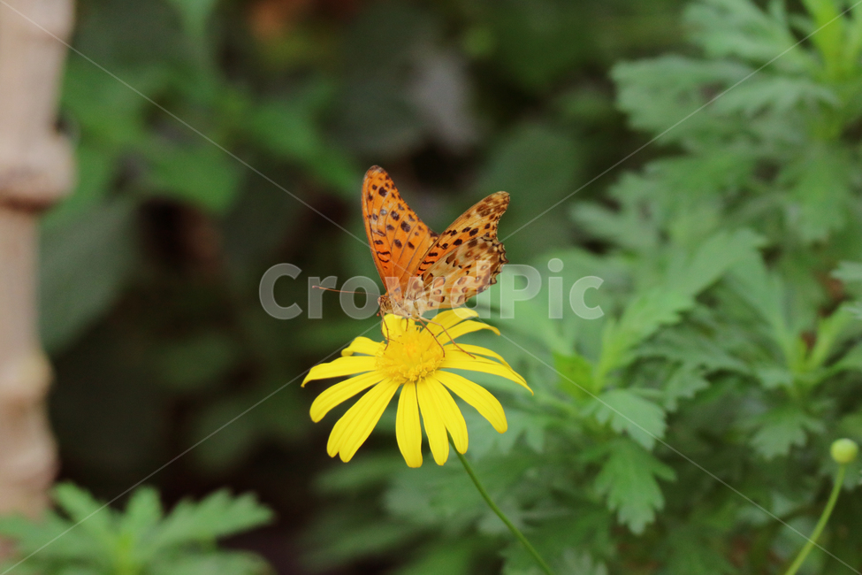 꽃,나비,동물,곤충,식물,꽃밭,자연,곤충,벌레,insect,bug