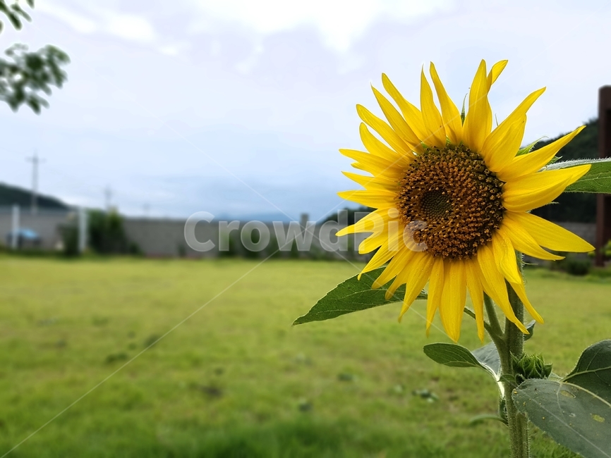 이니,해바라기,노란색,꽃,여름,태양,sunflower,sun,mini,yellow,flower,summer