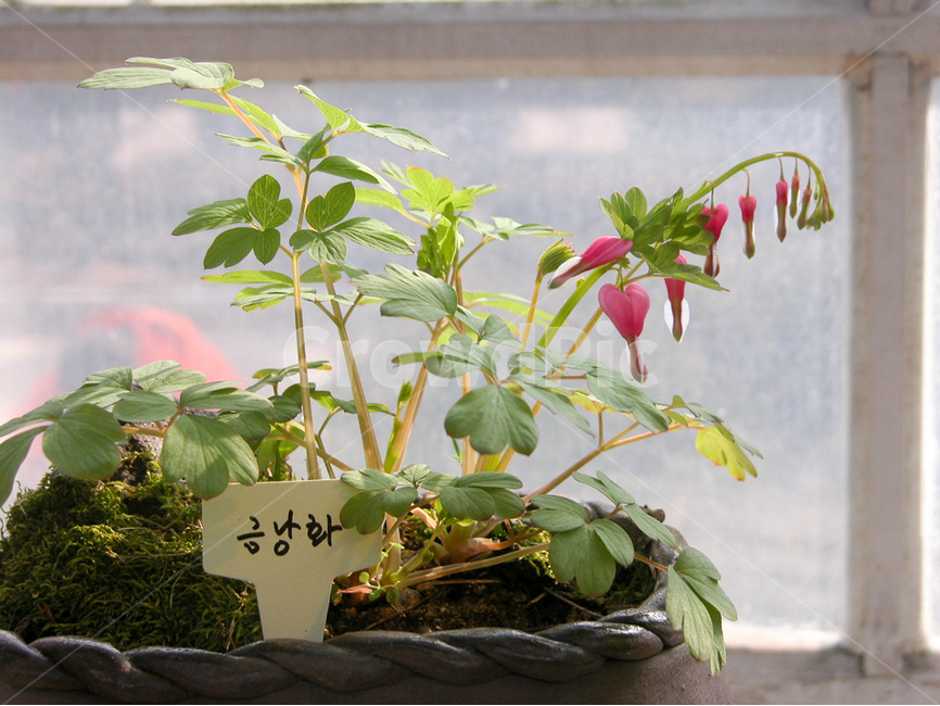 관상,화초,화분,식물원,꽃,식물,자연,plants,nature,꽃,flower
