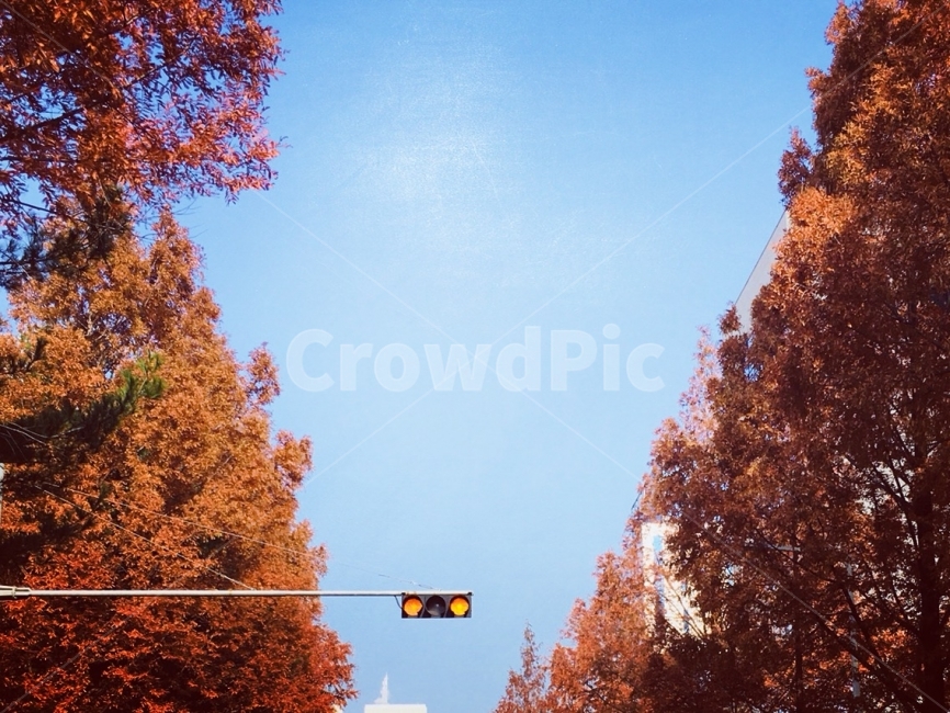 가을,하늘,낙엽,단풍,날씨,겨울,신호등,드라이브,가을,계절,fall,autumn,season,교통,교통수단,traffic,transportation,tree,나무,plant,식물,light,빛,traffic light