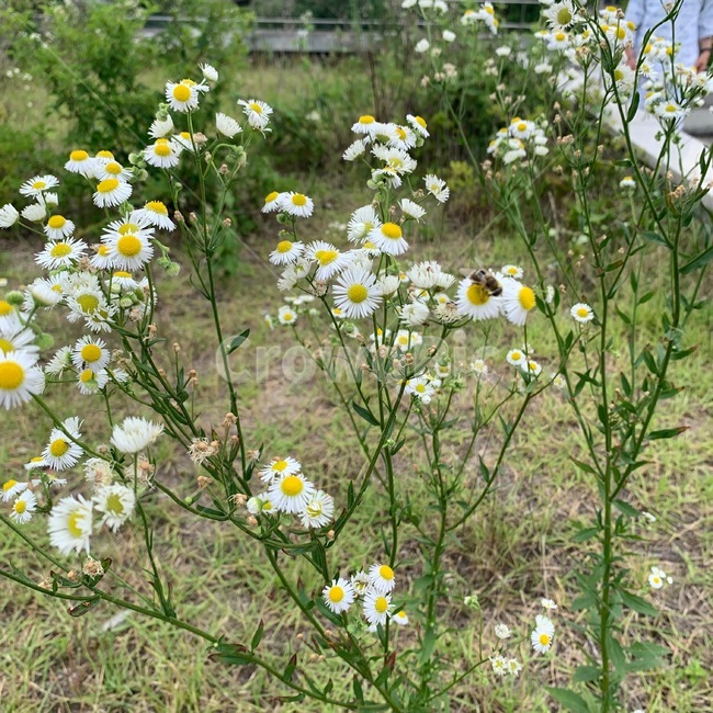 꽃,벌,식물,잡초,flower