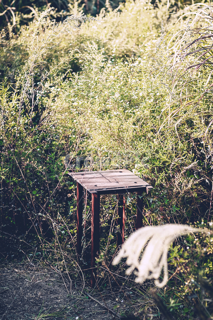 공원,의자,나무의자,갈대,분위기,감성,빈티지,외로운,자연,풍경,nature,landscape