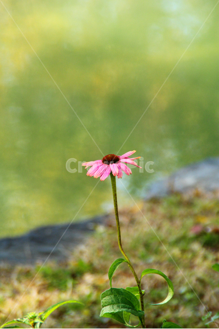 애키네시아,드린국화,보라색,국화,가을,연못,호수,연못가,꽃잎,꽃봉오리,식물,분홍색,꽃송이,식물,자연,plants,nature,꽃,flower