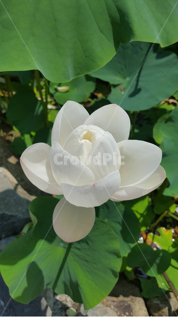 봄,식물,꽃,근접,flower