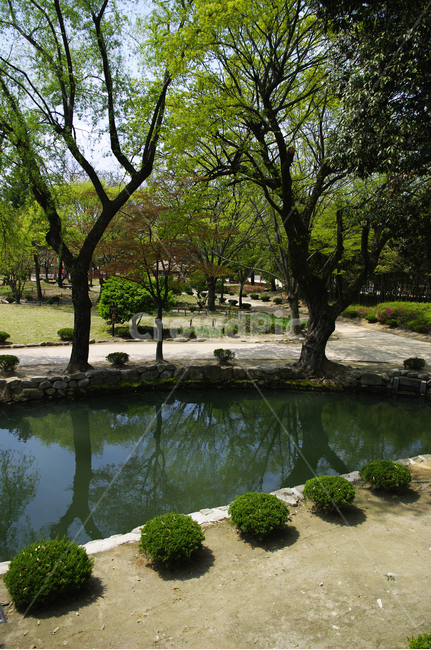 계절,연못,나무,식물,plant,봄,spring,초록,자연,풍경,nature,landscape,water,물,outdoors,옥외