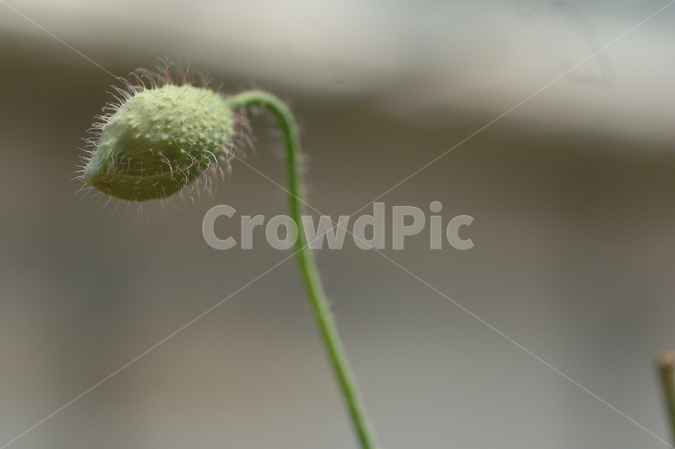 꽃,꽃망울,들꽃,야생화,식물,flower,plant,식물,자연,plants,nature,꽃,flower