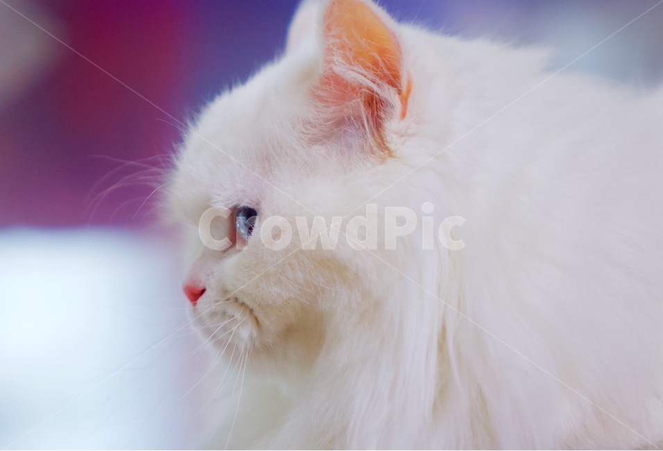 고양이,냐옹이,냥냥,집사,cat,cats,개냥이,야용이,반려묘,터키쉬앙고라,pet,mew,야옹,냥냥펀치,동물,animal,포유류,mammal,고양이,cat,kitten,kitty