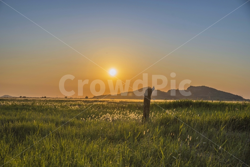 풍경,노을,저녁,수섬,출사,삘기꽃,백묘화,자연,풍경,nature,landscape,한국자연풍경,한국자연경관,korea nature landscape,outdoors,옥외,field,들,grassland,목초지,rural,농촌,farm,농장,meadow