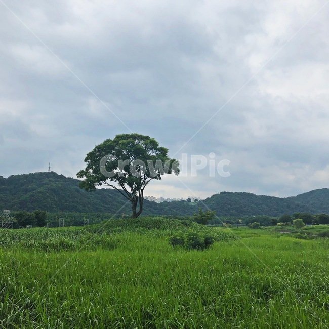 나무,들판,하늘,들,field,nature,자연,바람,자연,풍경,nature,landscape,식물,plants,나무,trees,wood,grassland,목초지,outdoors,옥외