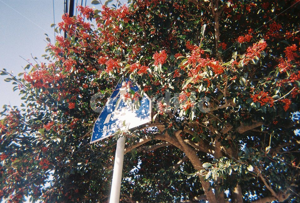 표지판,색감,필름,감성,빨강,나무,식물,자연,plants,nature,나무,trees,wood